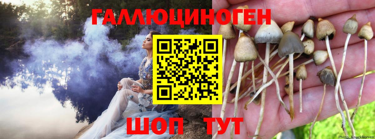 Набережные Челны  Галлюциногенные грибы Psilocybine cubensis  Вход с VPN 